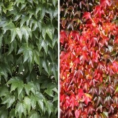 Tüplü Amerikan Parthenocissus Sarmaşık Fidanı (90-120 cm)
