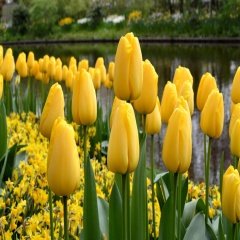 Yellow Parede Lale Soğanı (5 Adet)