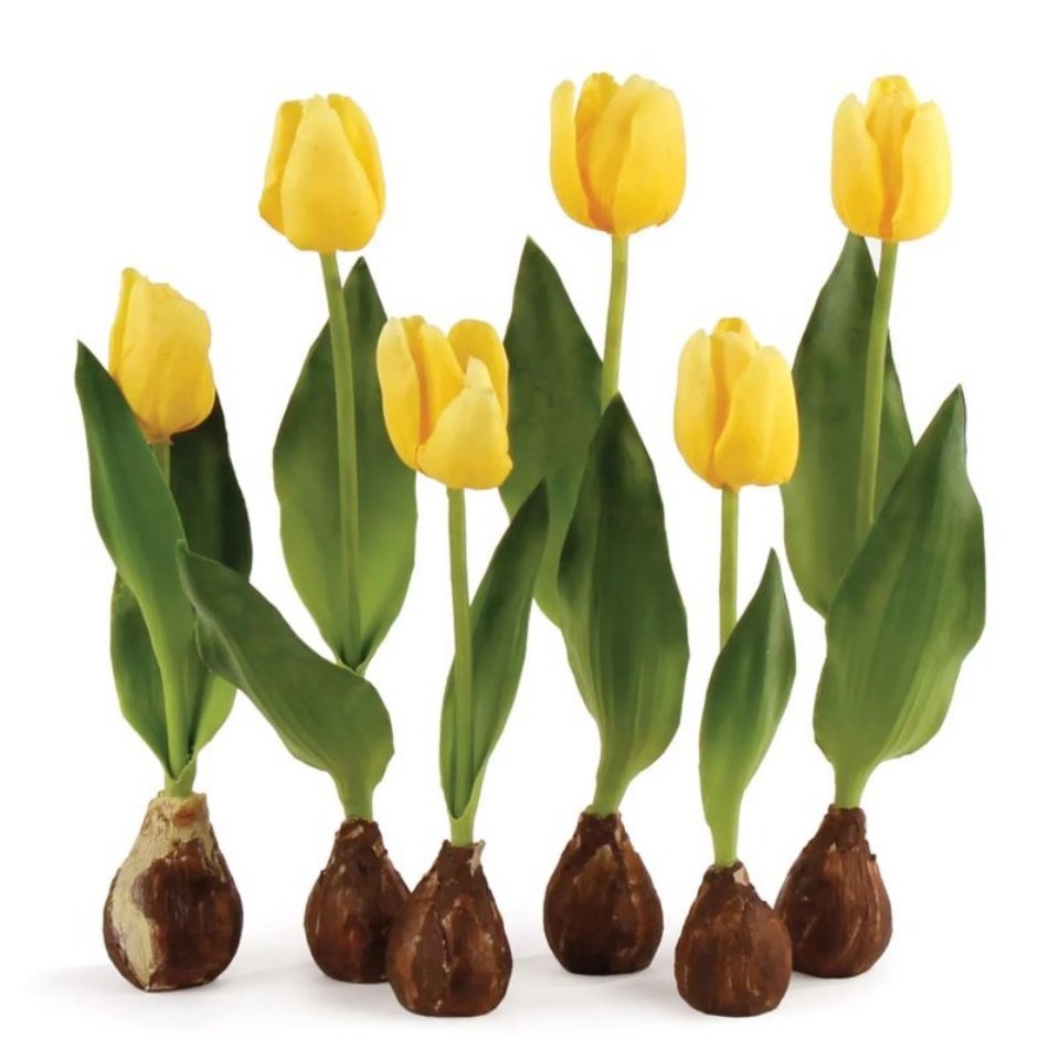 Yellow Jan Van Nes Lale Soğanı (5 Adet)