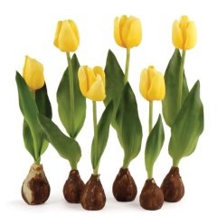 Yellow Jan Van Nes Lale Soğanı (5 Adet)