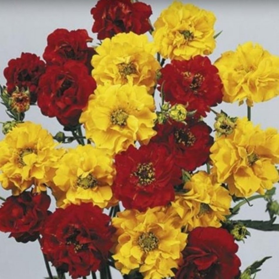 Karışık Katmerli Geum (Avens) Kadife Çiçeği Tohumu -20 Adet