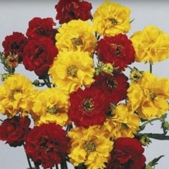 Karışık Katmerli Geum (Avens) Kadife Çiçeği Tohumu -20 Adet