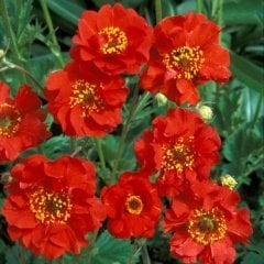 Kırmızı Katmerli Geum (Avens) Kadife Çiçeği Tohumu -20 Adet