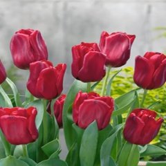 Kırmızı Red Seadov Lale Soğanı (5 Adet)