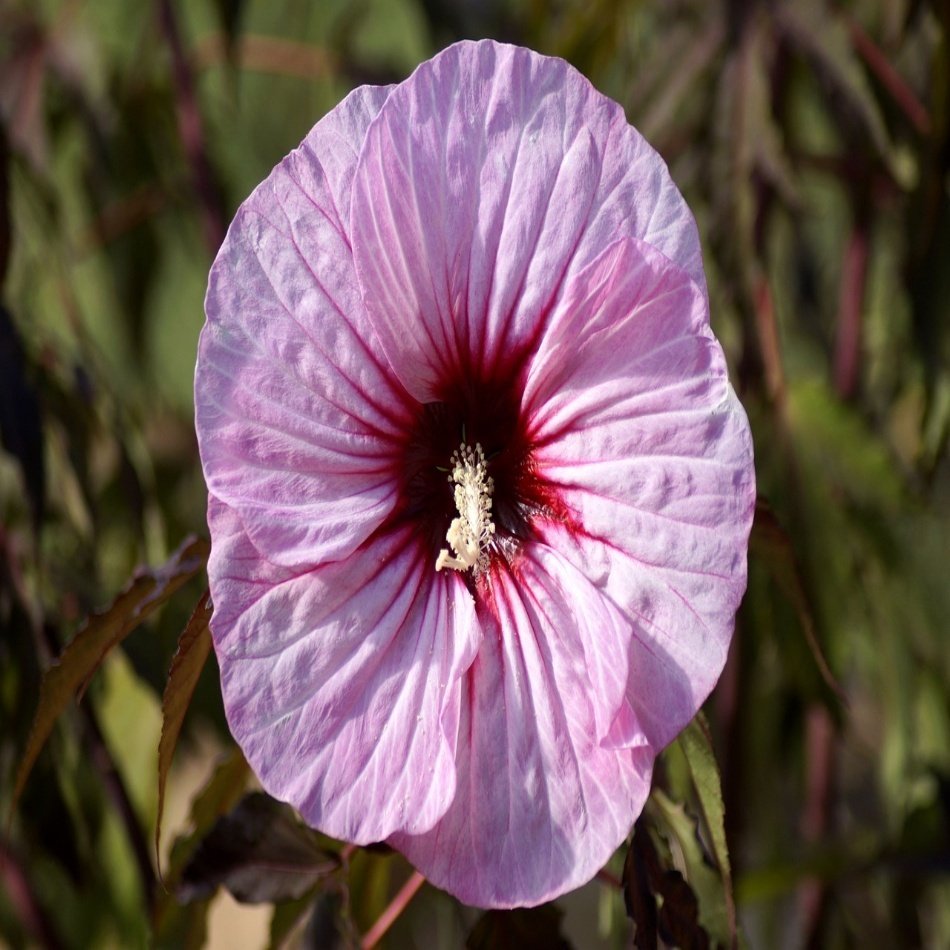 Pembe Japon Gülü Çiçeği Tohumu -10 Adet