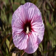 Pembe Japon Gülü Çiçeği Tohumu -10 Adet