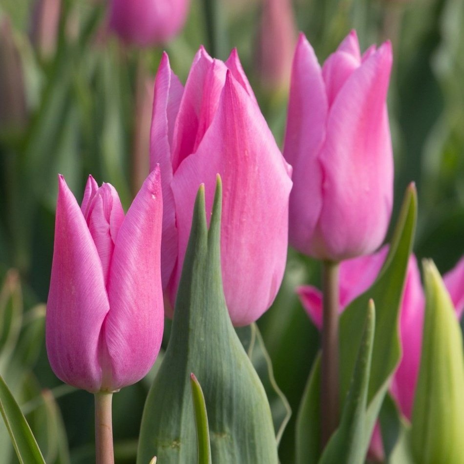 Miss Elegance Büyüdükçe Açılan Pembe Lale Soğanı (5 Adet)