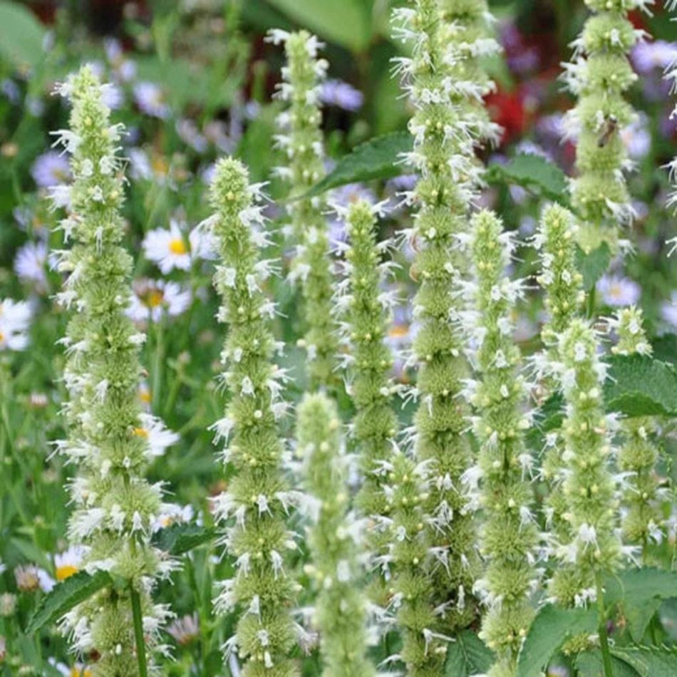 Hyssop Zufa Otu Çiçeği Tohumu -50 Adet