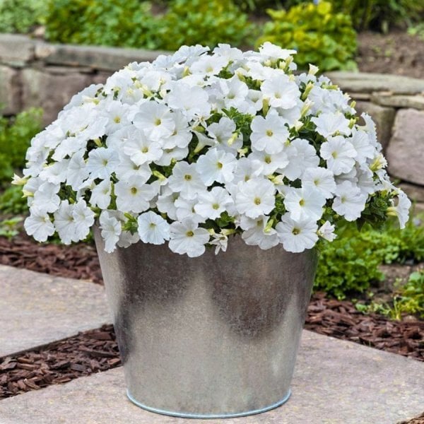9'luk Saksıda Pegasus Patio White Sarkıcı Petunya Çiçeği