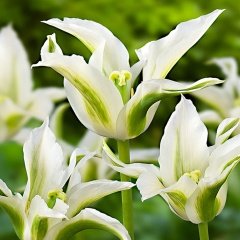 Green Star Osmanlı Lale Soğanı (5 Adet)