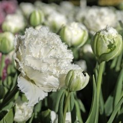 Snow Crystal White Ply Lale Soğanı (5 Adet)