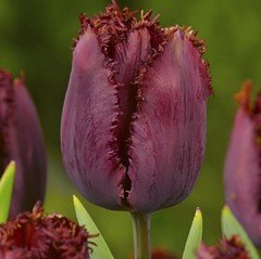 Black Jewel Fırfırlı Lale Soğanı (5 Adet)