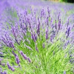 Lavanta Lavandula Angustifolia Çiçeği Tohumu -24900 Adet