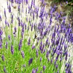 Lavanta English Lavender Çiçeği Tohumu -90 Tohum