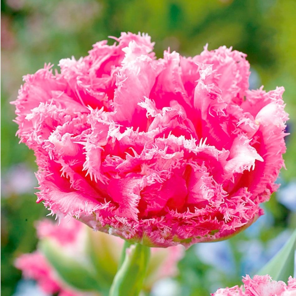 Pembe Fringed Family Saçaklı Lale Soğanı (5 Adet)