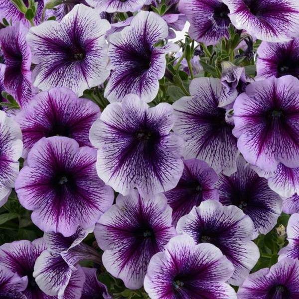 9'luk Saksıda Pegasus Patio Lavender Vein Sarkıcı Petunya Çiçeği
