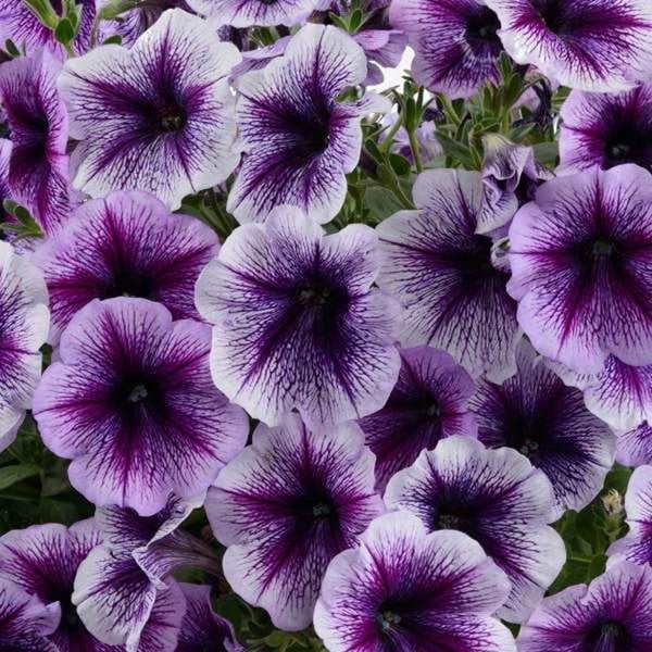9'luk Saksıda Pegasus Patio Lavender Vein Sarkıcı Petunya Çiçeği