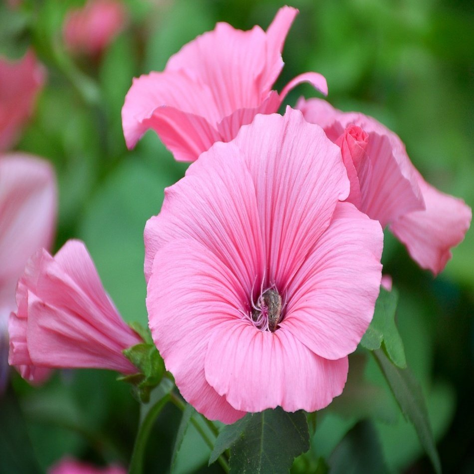 Lavatera Trimestris Hayal Pembe Pamuk Çiçeği Tohumu -50 Adet