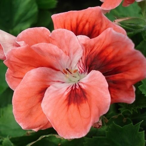 İri Çiçekli Saksıda Mandarin Sardunya Canan Çiçeği