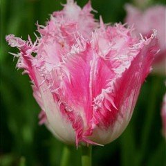 Fancy Frills Pembe Saçaklı Lale Soğanı (5 Adet)