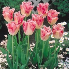 Fancy Frills Pembe Saçaklı Lale Soğanı (5 Adet)