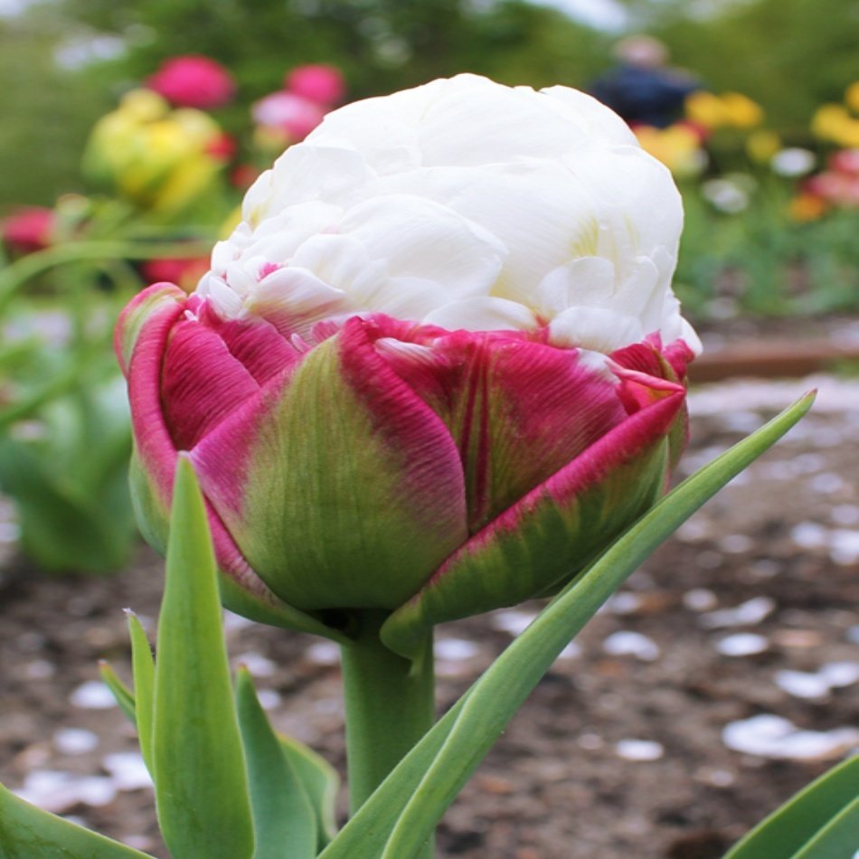 İce Cream Beyaz Kaymak Lale Soğanı (2 Adet)