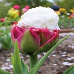 İce Cream Beyaz Kaymak Lale Soğanı (2 Adet)
