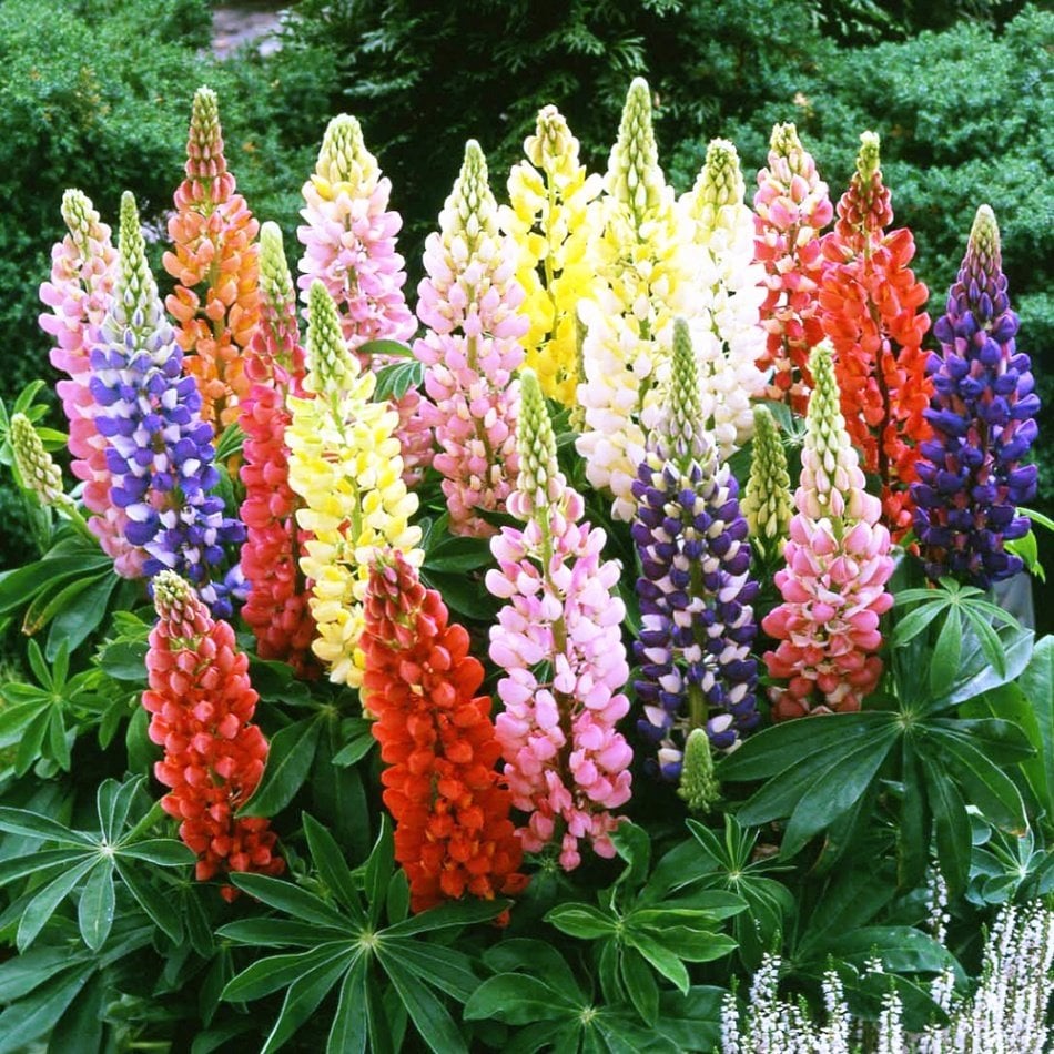 Rengarenk Lupinus Mix Acı Bakla Çiçeği Tohumu -40 Tohum