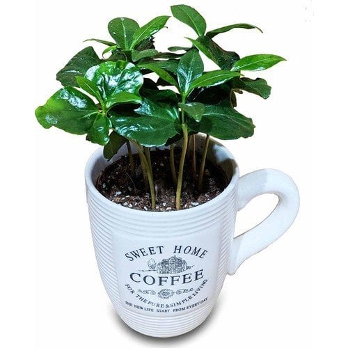 Kupada Kahve (Coffea Arabica) Fidanı