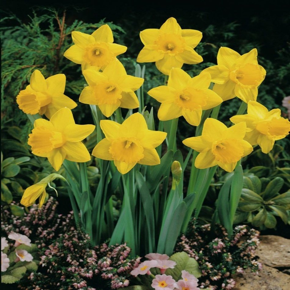 Yellow St Kevern Nergis Soğanı (5 Adet)