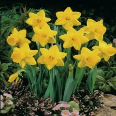 Yellow St Kevern Nergis Soğanı (5 Adet)