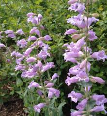 Sweet Lady Penstemon Sakallı Dil Çiçeği Tohumu -50 Tohum