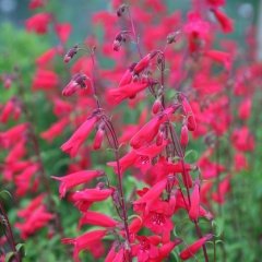 Kırmızı Penstemon Sakallı Dil Çiçeği Tohumu -50 Tohum
