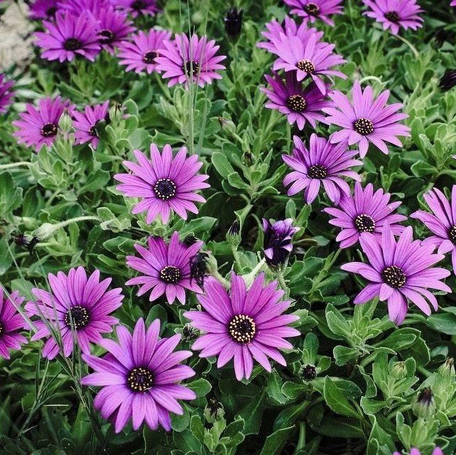 Erato Rose Bodrum Papatyası Çiçeği Fidesi (3 adet)