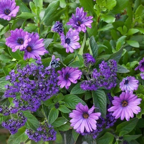 Erato Compact Blue Bodrum Papatyası Çiçeği Fidesi (3 adet)