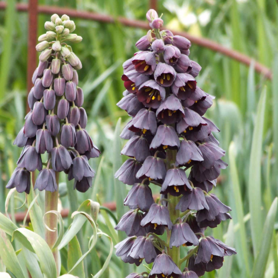 Purple Fritillaria Persica Ters Lale Soğanı (1 Adet)