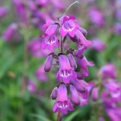 Lila Penstemon Sakallı Dil Çiçeği Tohumu -50 Tohum