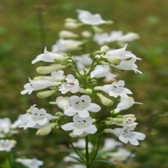 Beyaz Penstemon Sakallı Dil Çiçeği Tohumu -50 Tohum