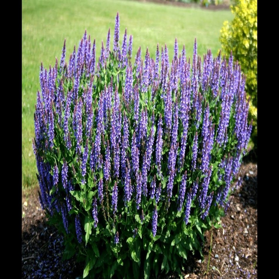 Salvia Sage Nemorosa Adaçayı Çiçeği Tohumu -100 Tohum
