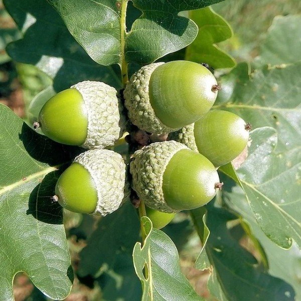 Tüplü Meşe Ağacı Fidanı