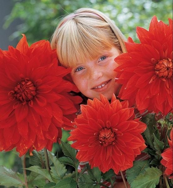 Babylon Red Dahlia Yumrusu (1 adet)