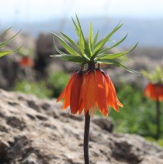 Orenge Aurora Fritillaria Imperialis Turuncu Ters Lale Soğanı (1 Adet)