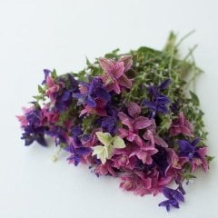 Salvia Karışık Adaçayı Çiçeği Tohumu -350 Tohum
