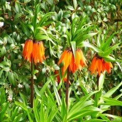 Orenge Aurora Fritillaria Imperialis Turuncu Ters Lale Soğanı (1 Adet)