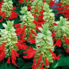 Salvia Splendensı Ateş Çiçeği Tohumu -25 Tohum