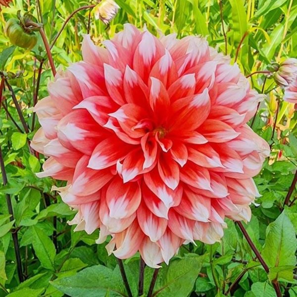 Holland Festival Dahlia Yumrusu (1 adet)