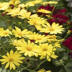 Sarı Osteospermum Afrika Papatyası Çiçeği Tohumu -50Tohum