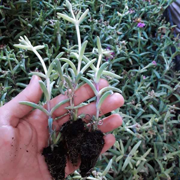 Mixed Yayılıcı Sarkıcı Delasporma Buz Çiçeği Fidesi (10 adet)