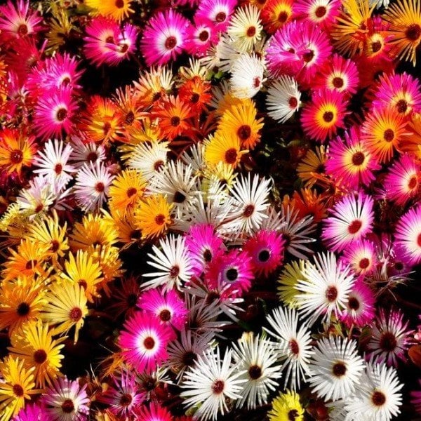 Mixed Yayılıcı Sarkıcı Delasporma Buz Çiçeği Fidesi (10 adet)