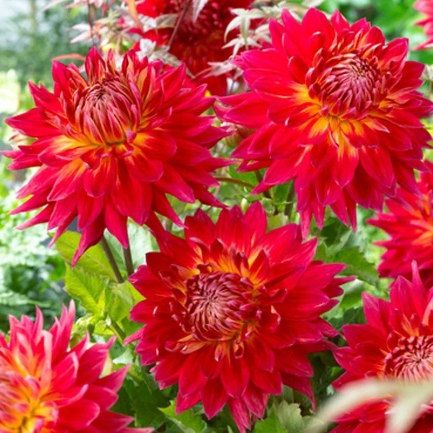 Manhattan Island Dahlia Yumrusu (1 adet)
